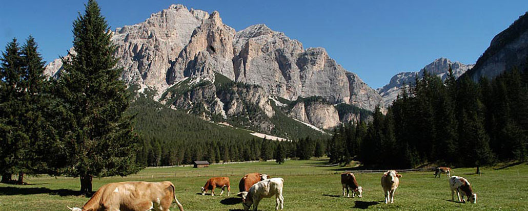 Montanara